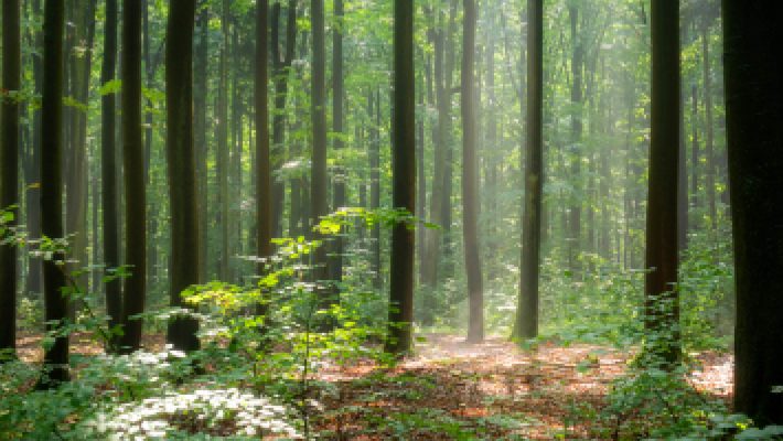 Stockbild Wald