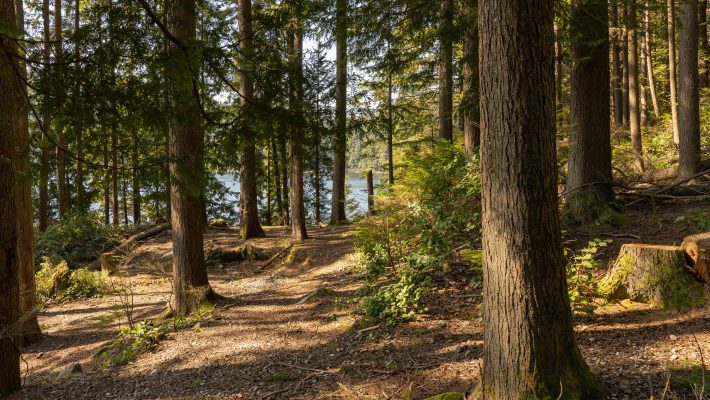 Stockbild Wald