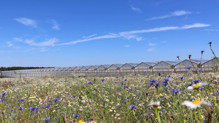 Biomasseheizkraftwerk für hochmodernen Gemüse Anbaubetrieb
