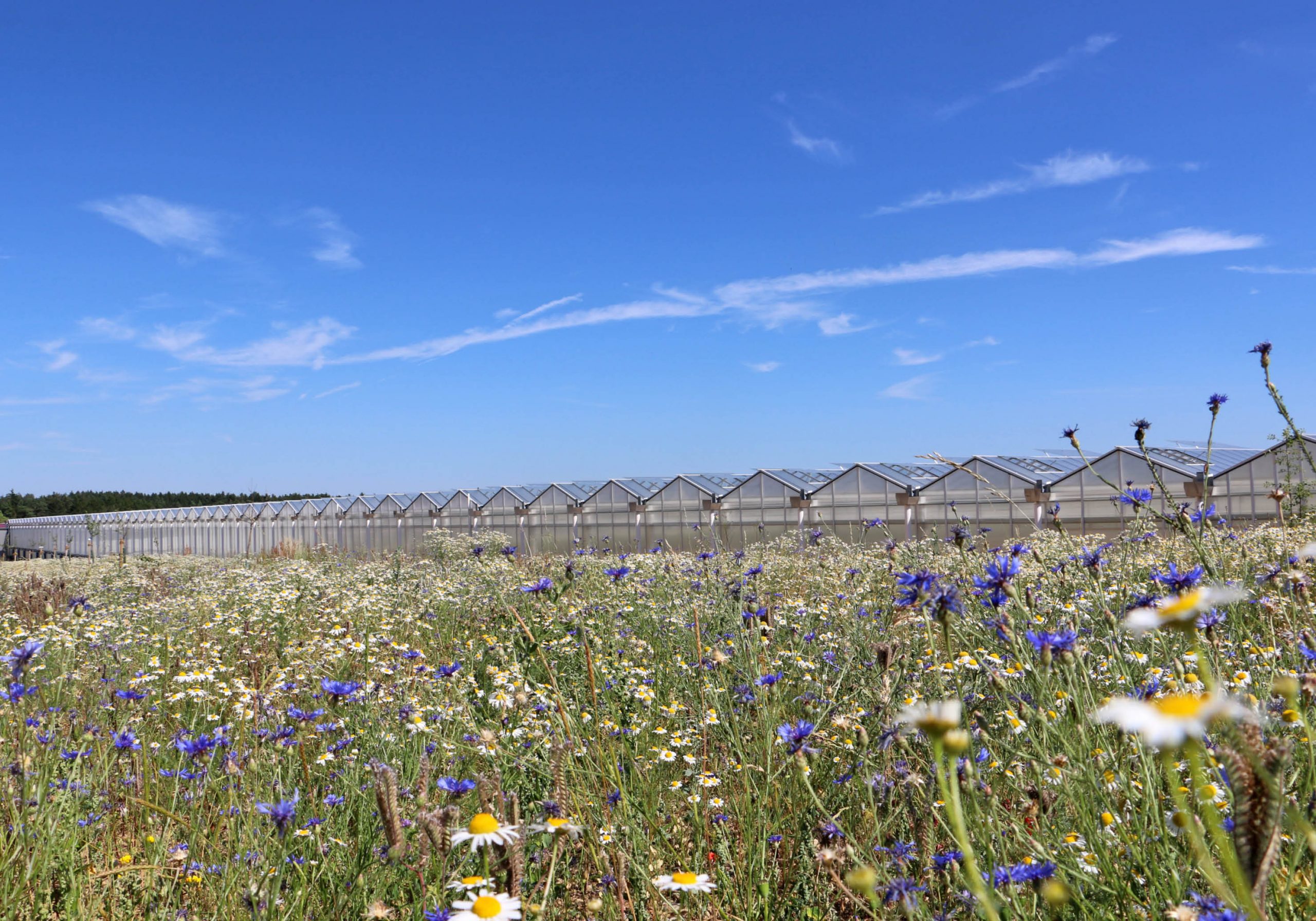 Biomasseheizkraftwerk für hochmodernen Gemüse Anbaubetrieb