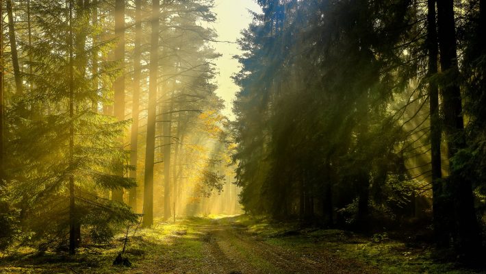 Stockbild Wald mit Sonnenschein