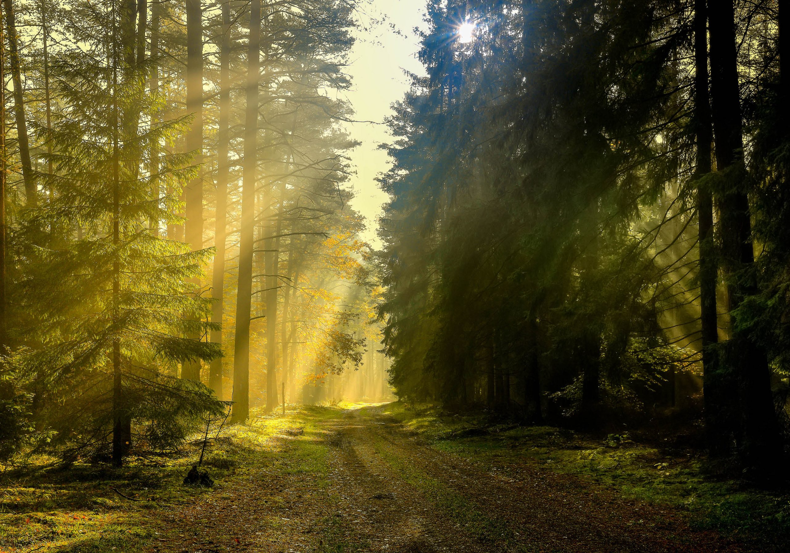Stockbild Wald mit Sonnenschein