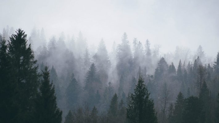 Stockbild nebeliger Wald
