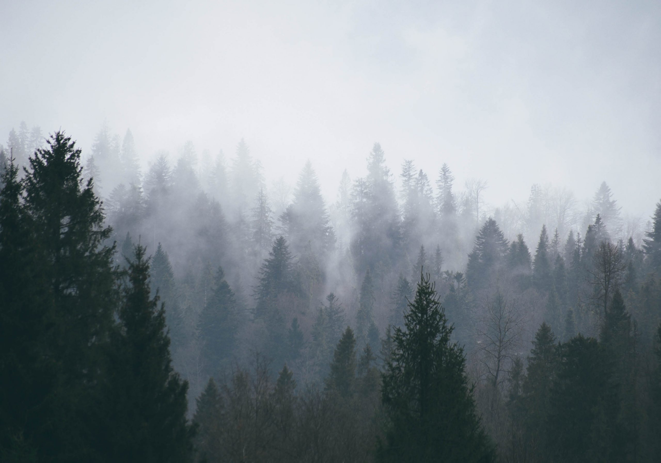 Stockbild nebeliger Wald