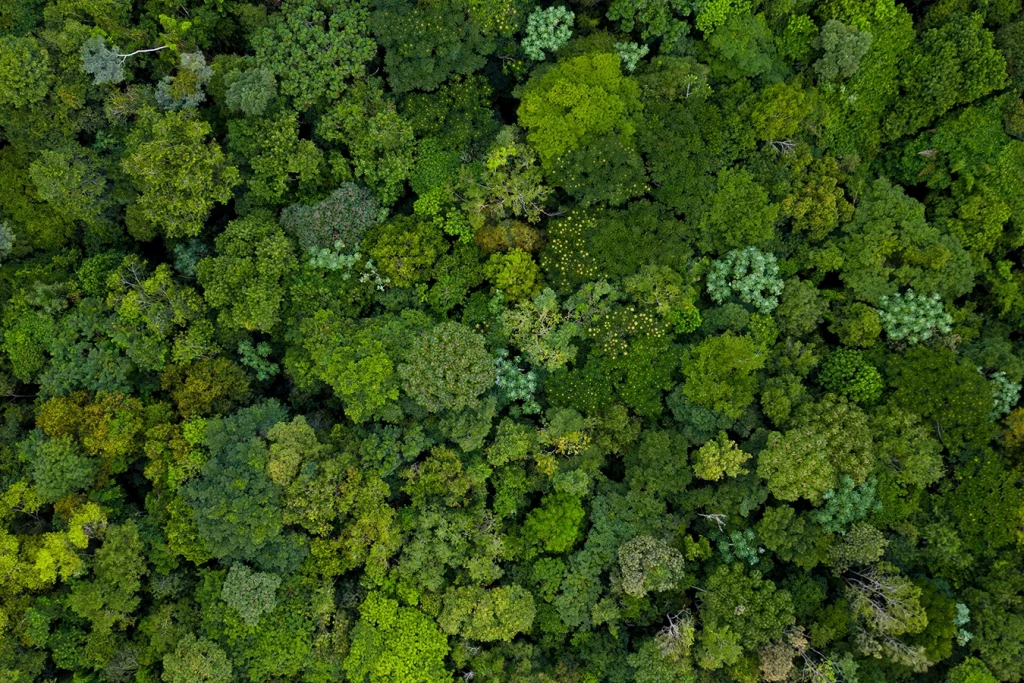 Drohnenaufnahme von grünen Bäumen