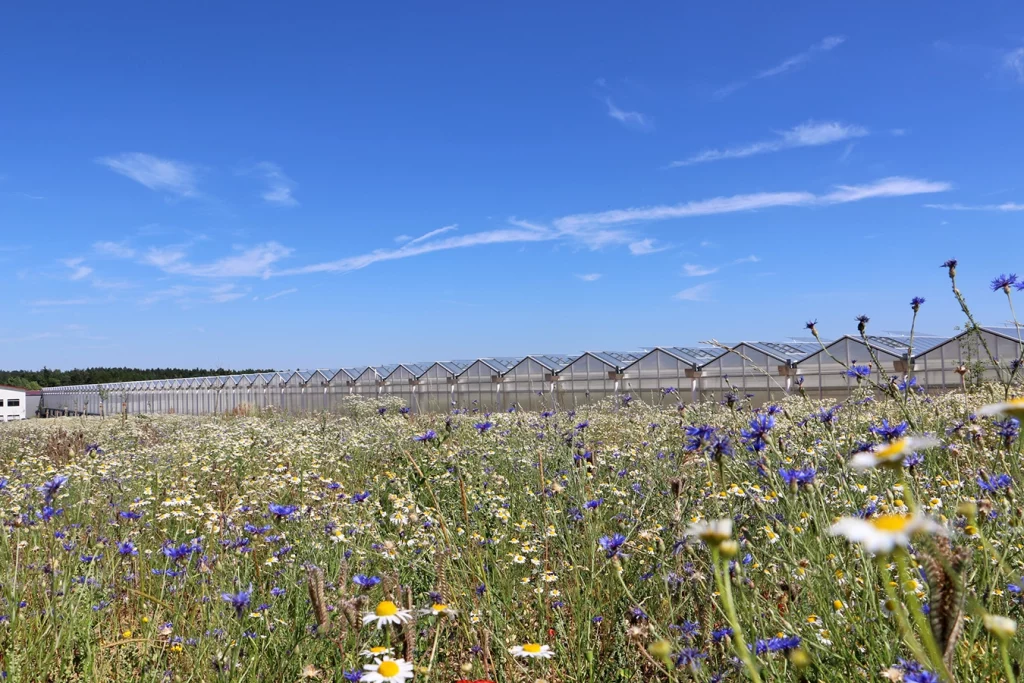 Hochmoderner Gemüse-Anbaubetrieb von Scherzer und Boss Fruchtgemüse in Feulersdorf