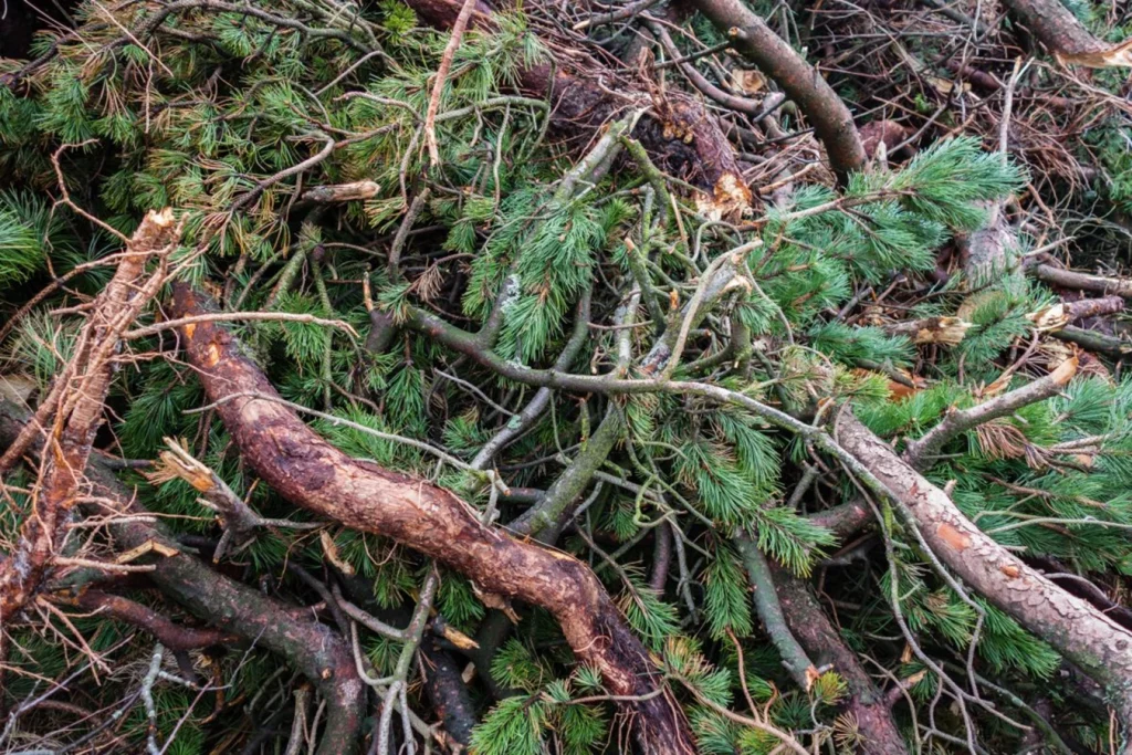 Holz aus den heimischen Wäldern als nachhaltige Ressource