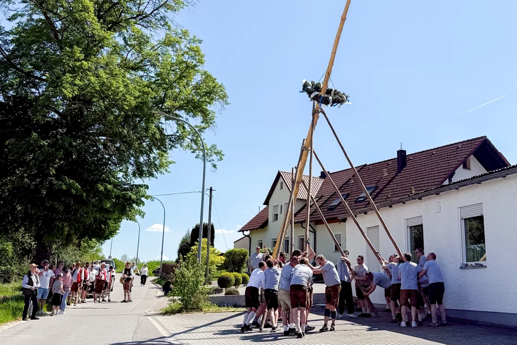 Eine Gruppe von Männern in Tracht stellt in der Ortschaft Ödenthal einen Maibaum auf. Dabei nehmen sie lange Äste zur Hilfe.