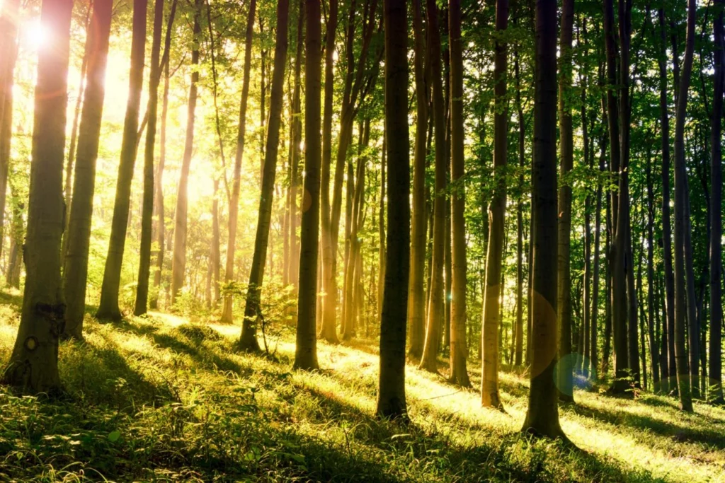 Lichtdurchfluteter Wald