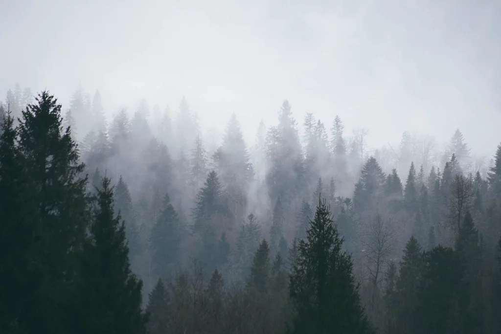 Vernebelter Wald