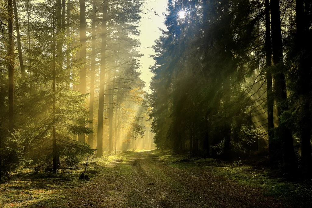 Lichtdurchfluteter Wald