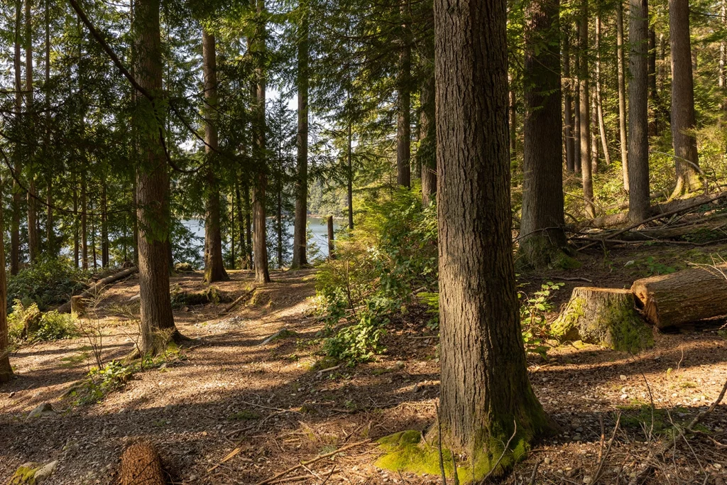 Wald als Symbol für den Tag des Waldes