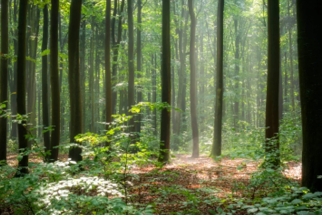 Lichtdurchfluteter Wald