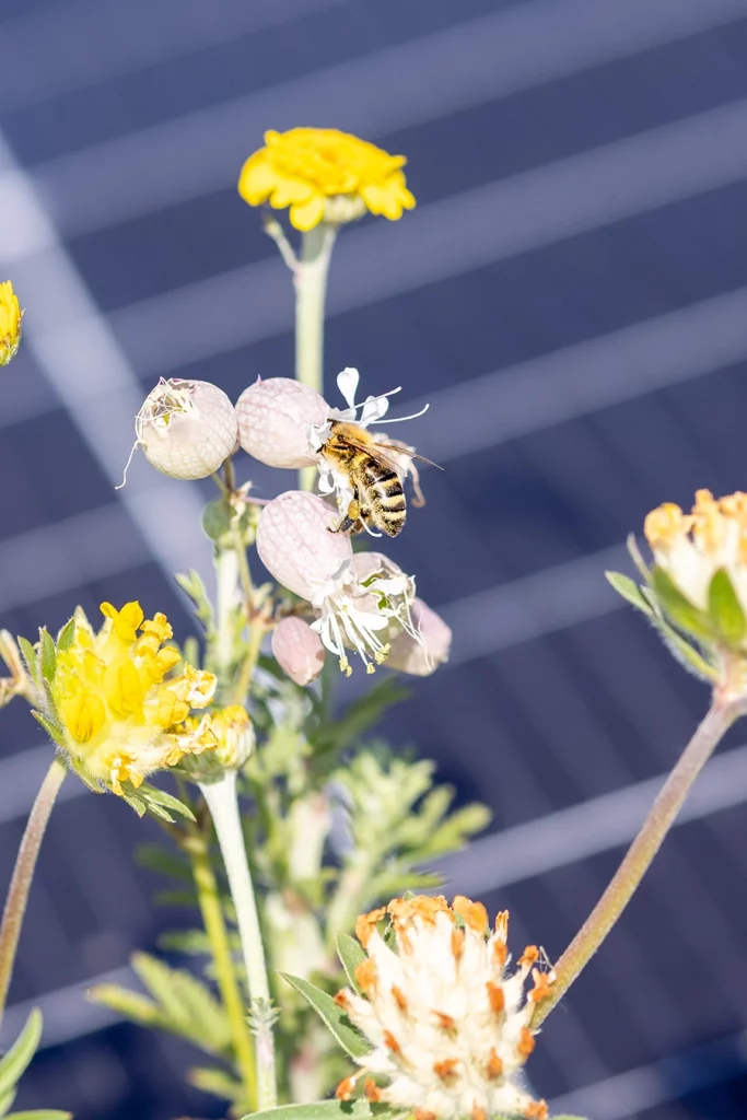 Biene auf einer Blume. Im Hintergrund ein PV-Modul.