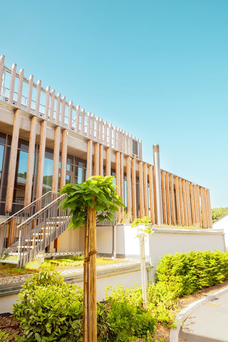 Ein junger Baum steht vor der Holzfassade und dem blauen Himmel