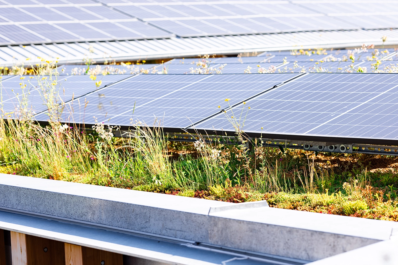 PV Anlage auf dem Dach, im Hintergrund ist die PV-Anlage auf dem Dach der Werkstatt zu sehen, der Bereich unter den Anlagen ist mit extensiven Sorten begrünt