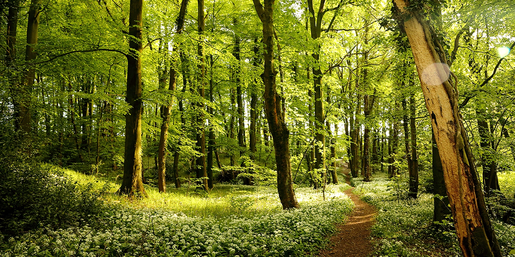 Ein grüner Zukunftswald mit einem Mischbestand aus Laub- und Nadelbäumen