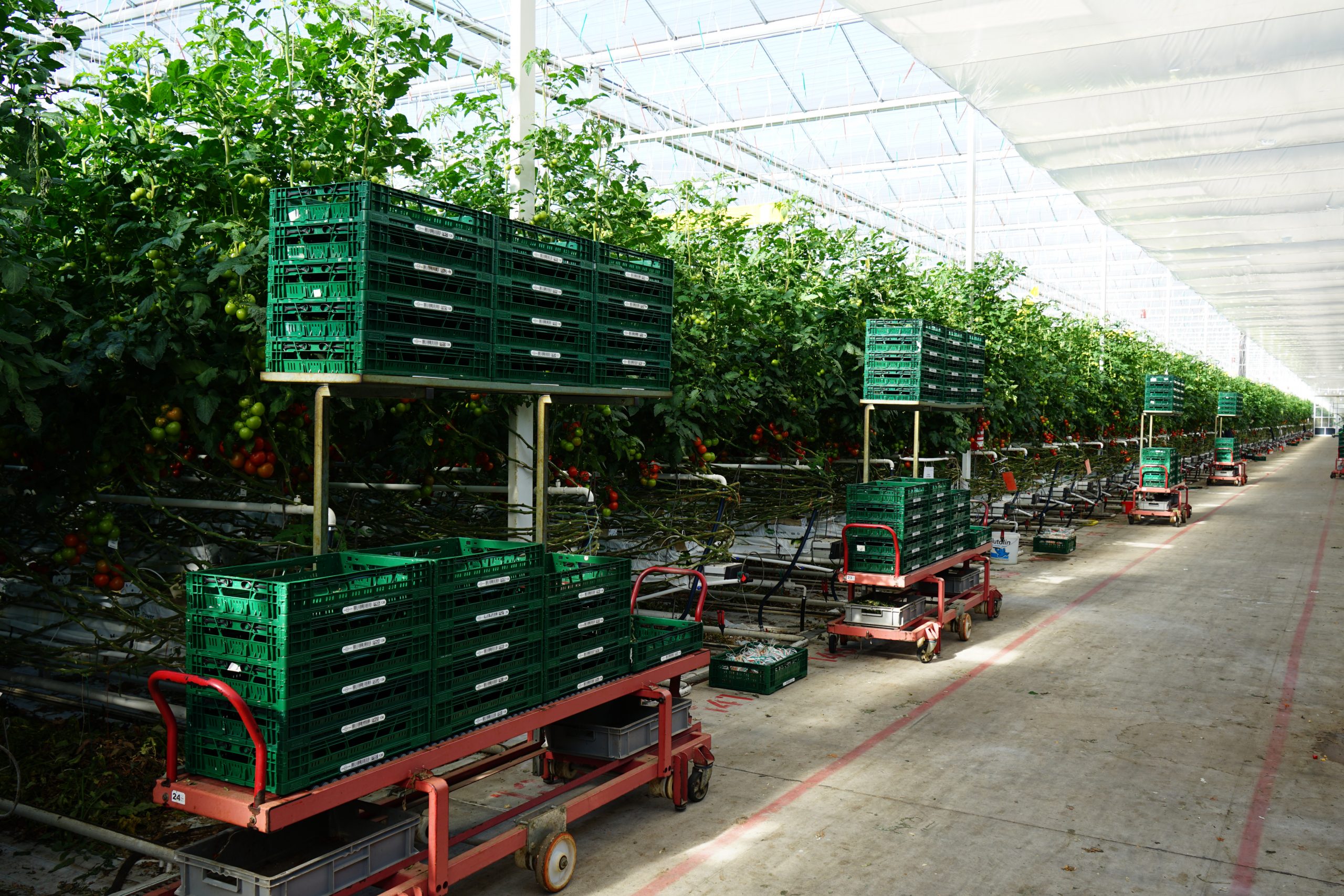 Innenansicht eines Gewächshauses mit Körben und Tomatensträuchen.