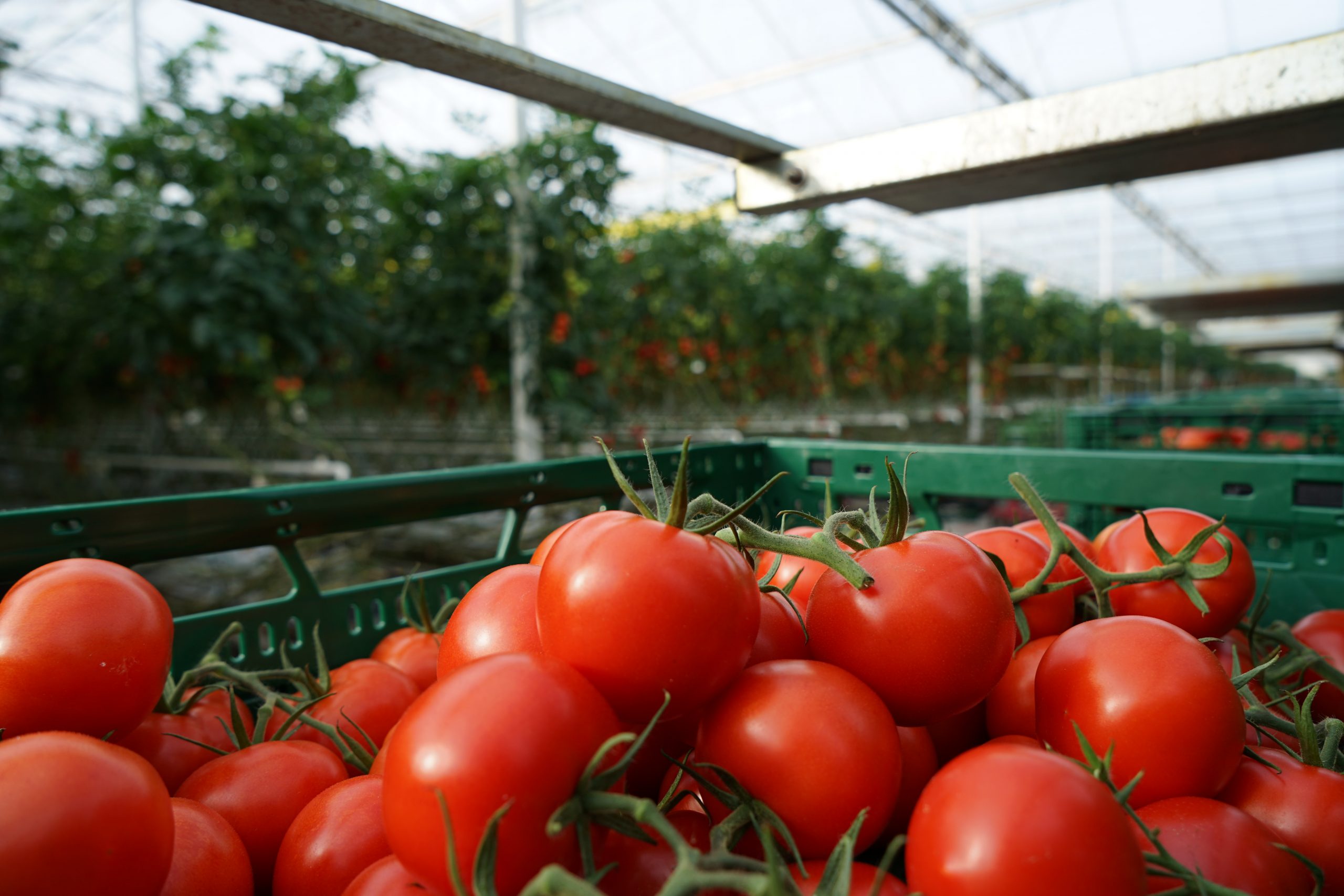Frisch gepflückte Tomaten in einem Korb. Im Hintergrund Tomatensträuche in einem Gewächshaus.