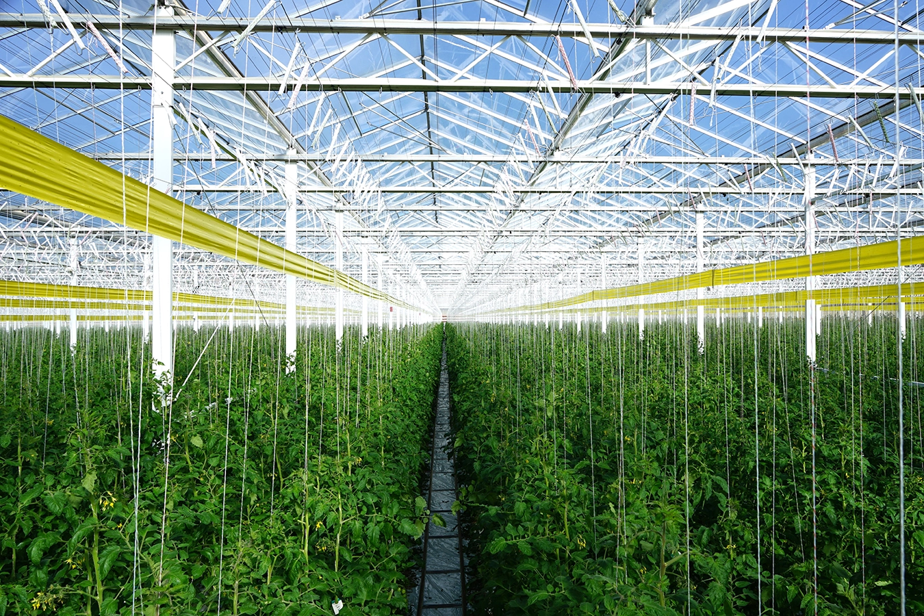 Innenansicht eines Gewächshauses bei Scherzer Gemüse in Nürnberg