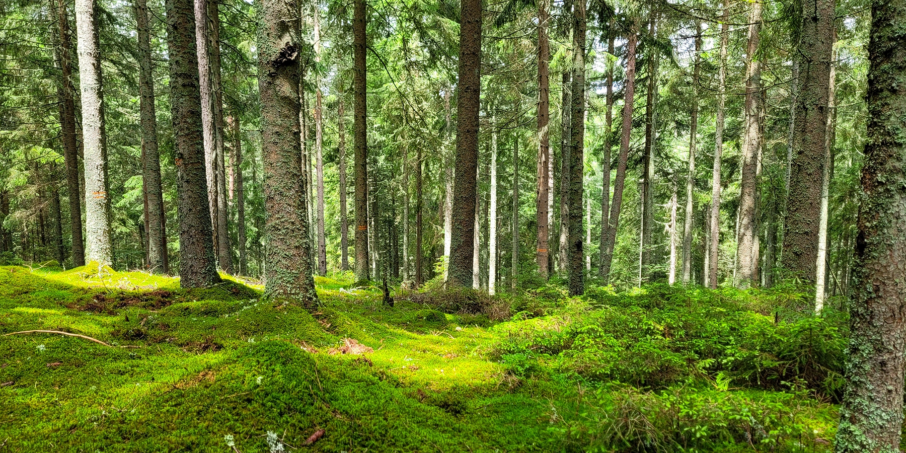 ein bemooster Waldboden im Sommer