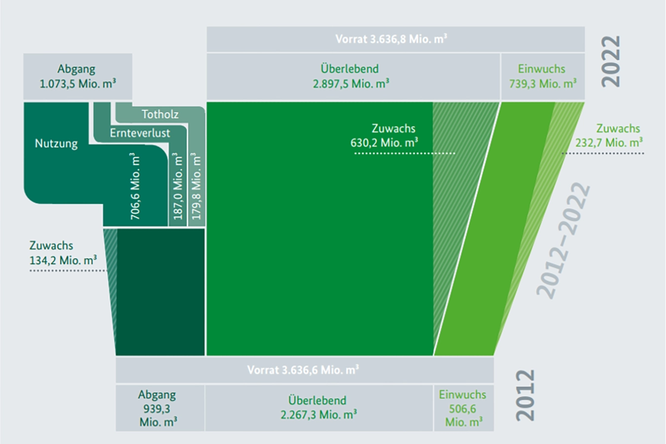 eine Grafik der deutschen Bundeswaldinvestur, schematische Darstellung des Holzzuwachses in unseren Wäldern